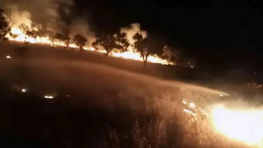 Sigara izmariti zeytinlik alanını yaktı