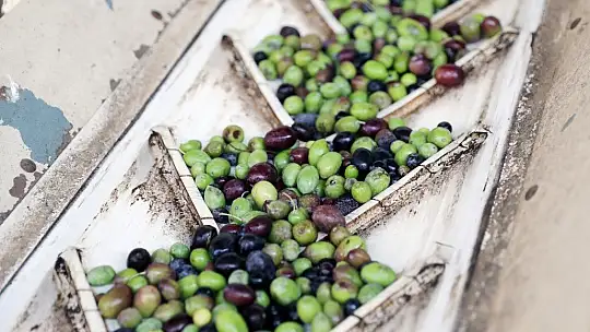 Soğuk sıkım zeytinyağı aşevinde değerlendirilecek 