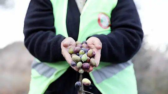Soğuk sıkım zeytinyağı aşevinde değerlendirilecek 