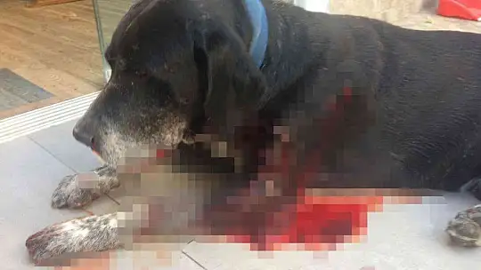 Sokaktaki köpeğe acımadan vurdu, 3 kadın da fişekten çıkan saçmalarla yaralandı