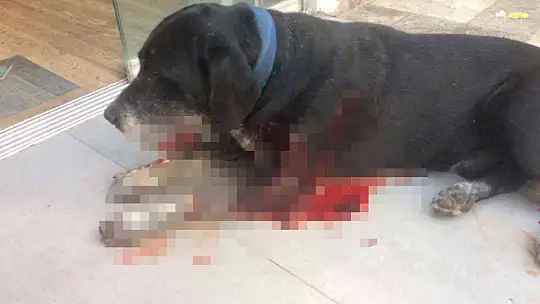 Sokaktaki köpeğe acımadan vurdu, 3 kadın da fişekten çıkan saçmalarla yaralandı