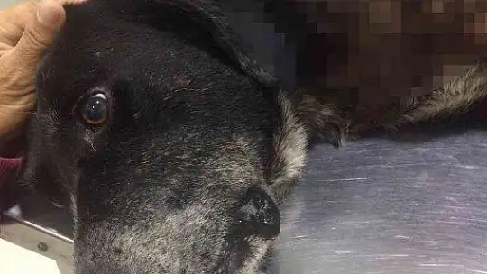 Sokaktaki köpeğe acımadan vurdu, 3 kadın da fişekten çıkan saçmalarla yaralandı