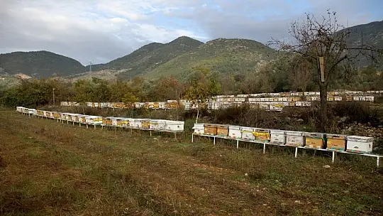 TAB Başkanı Şahin'den 'arı ürünleri' uyarısı