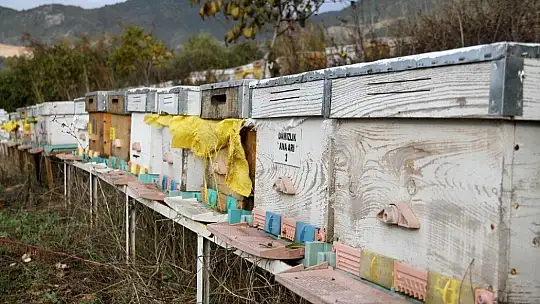 TAB Başkanı Şahin'den 'arı ürünleri' uyarısı