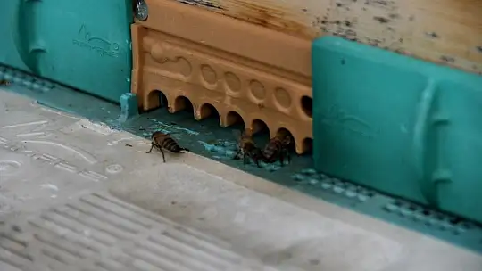 TAB Başkanı Şahin'den 'arı ürünleri' uyarısı