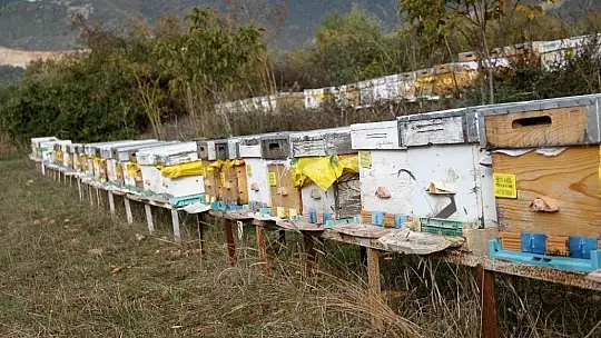 TAB Başkanı Şahin'den 'arı ürünleri' uyarısı