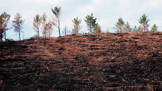 Tabiat ana küllerinden yeşeriyor
