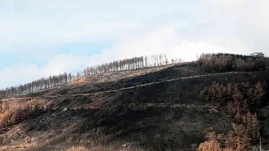 Tabiat ana küllerinden yeşeriyor