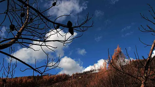Tabiat ana küllerinden yeşeriyor