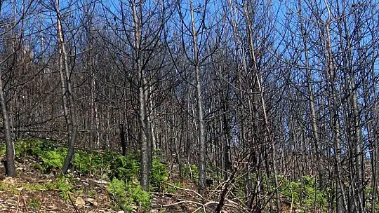 Tabiat ana küllerinden yeşeriyor