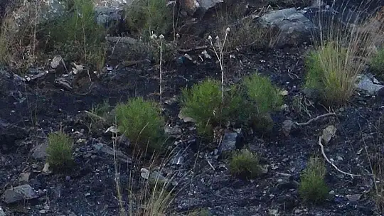 Tabiat ana küllerinden yeşeriyor