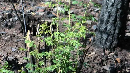 Tabiat ana küllerinden yeşeriyor