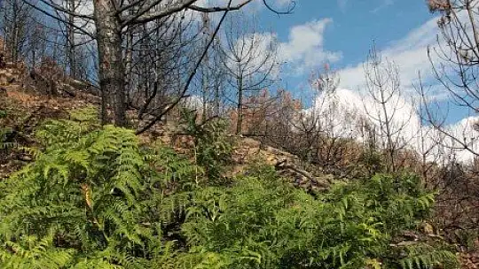 Tabiat ana küllerinden yeşeriyor