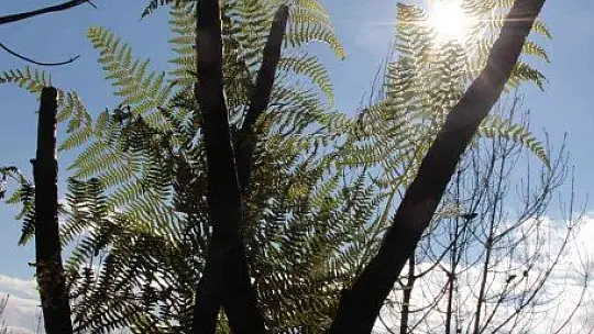 Tabiat ana küllerinden yeşeriyor