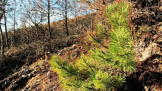 Tabiat ana küllerinden yeşeriyor