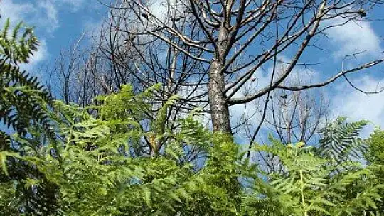 Tabiat ana küllerinden yeşeriyor