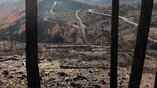 Tabiat ana küllerinden yeşeriyor