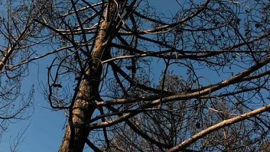 Tabiat ana küllerinden yeşeriyor