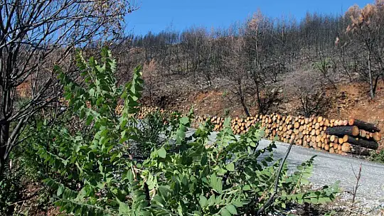 Tabiat ana küllerinden yeşeriyor