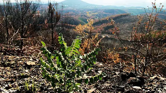 Tabiat ana küllerinden yeşeriyor