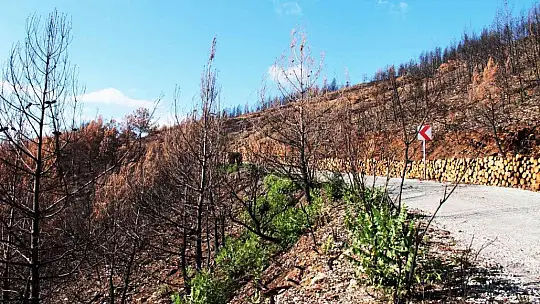 Tabiat ana küllerinden yeşeriyor