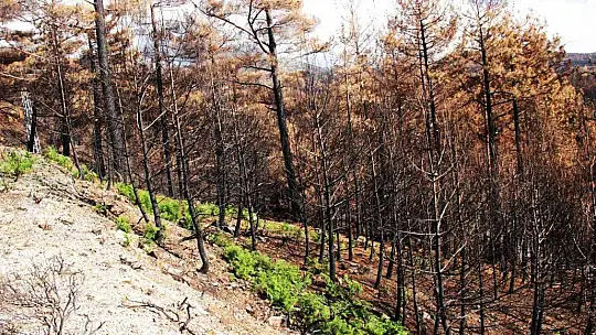 Tabiat ana küllerinden yeşeriyor