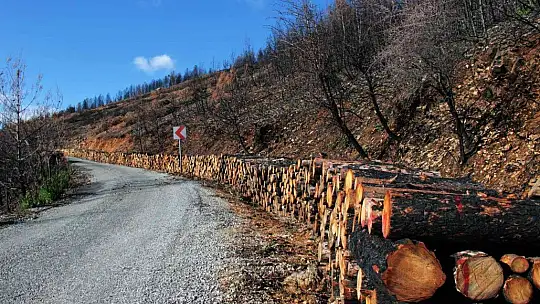 Tabiat ana küllerinden yeşeriyor