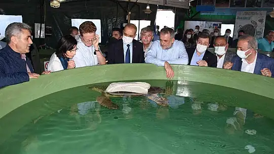 Tedavileri tamamlanan deniz kaplumbağaları denize bırakıldı