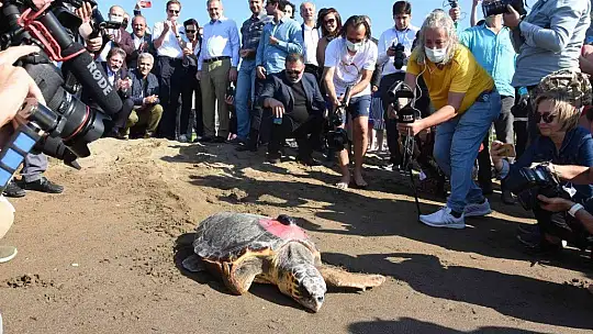 Tedavileri tamamlanan deniz kaplumbağaları denize bırakıldı