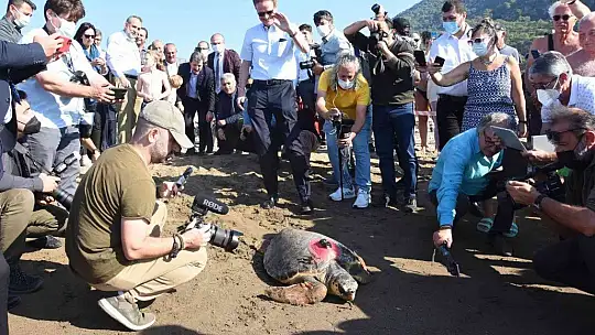 Tedavileri tamamlanan deniz kaplumbağaları denize bırakıldı