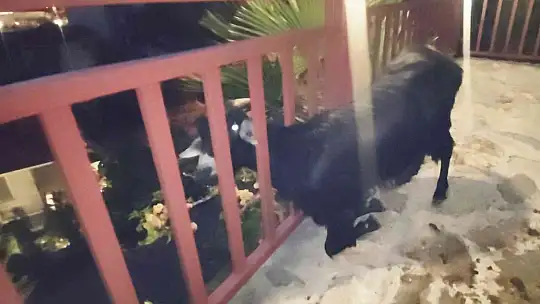 Terastaki korkuluklara başını sıkıştıran keçi itfaiyenin uzun uğraşları sonucu kurtarıldı