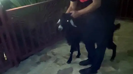 Terastaki korkuluklara başını sıkıştıran keçi itfaiyenin uzun uğraşları sonucu kurtarıldı