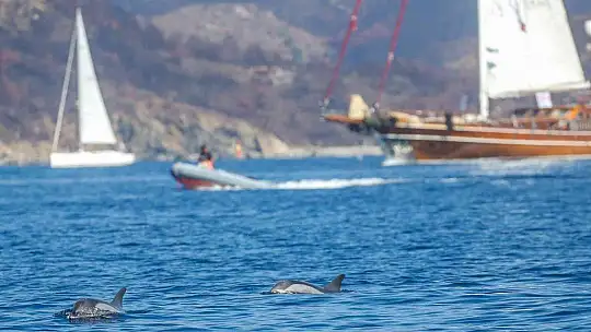 The Bodrum Cup'ta 2 yelkenli çarpıştı