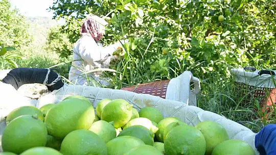 TİGEM 2 bin 200 ton limonu ihale ile satışa sunacak