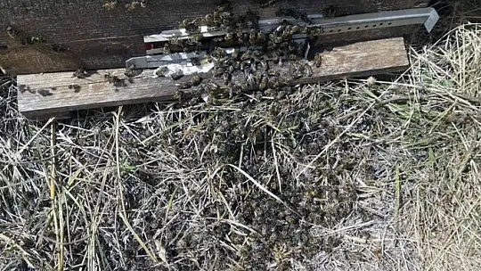 Trakya'daki Muğlalı arıcılardan 'çayır tırtılı' ilaçlama uyarısı