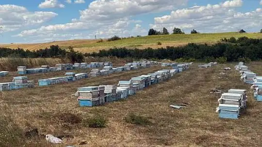 Trakya'daki Muğlalı arıcılardan 'çayır tırtılı' ilaçlama uyarısı