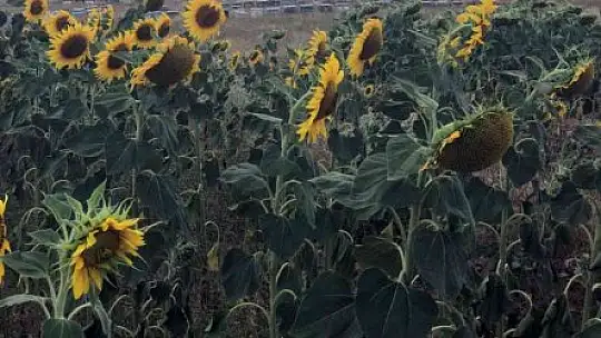 Trakya'daki Muğlalı arıcılardan 'çayır tırtılı' ilaçlama uyarısı