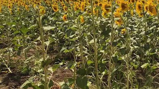Trakya'daki Muğlalı arıcılardan 'çayır tırtılı' ilaçlama uyarısı