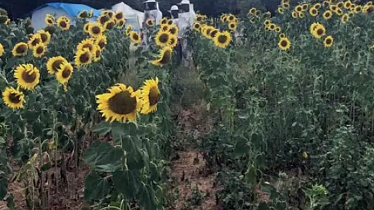 Trakya'daki Muğlalı arıcılardan 'çayır tırtılı' ilaçlama uyarısı
