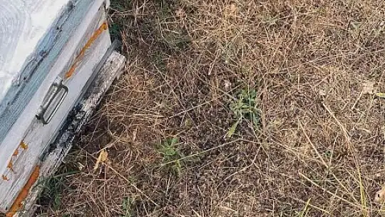 Trakya'daki Muğlalı arıcılardan 'çayır tırtılı' ilaçlama uyarısı