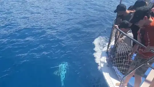 Tur teknesine eşlik eden yunus böyle görüntülendi