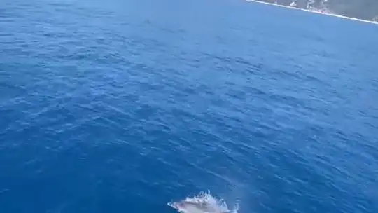 Tur teknesine eşlik eden yunus böyle görüntülendi