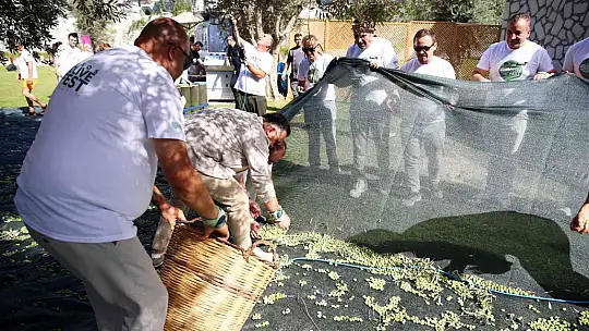 TURİSTLER TATİLİ BIRAKIP ZEYTİN TOPLADI