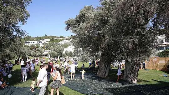 TURİSTLER TATİLİ BIRAKIP ZEYTİN TOPLADI