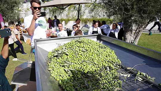 TURİSTLER TATİLİ BIRAKIP ZEYTİN TOPLADI