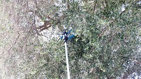 TURİSTLER TATİLİ BIRAKIP ZEYTİN TOPLADI