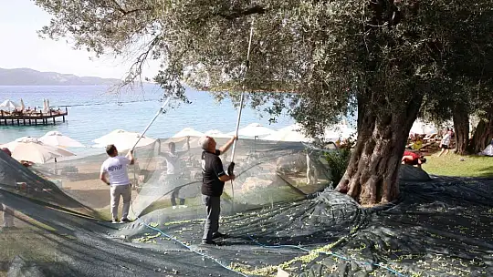 TURİSTLER TATİLİ BIRAKIP ZEYTİN TOPLADI