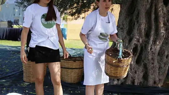 TURİSTLER TATİLİ BIRAKIP ZEYTİN TOPLADI