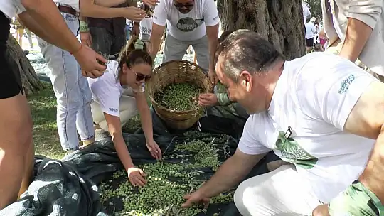 TURİSTLER TATİLİ BIRAKIP ZEYTİN TOPLADI