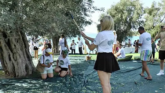 TURİSTLER TATİLİ BIRAKIP ZEYTİN TOPLADI